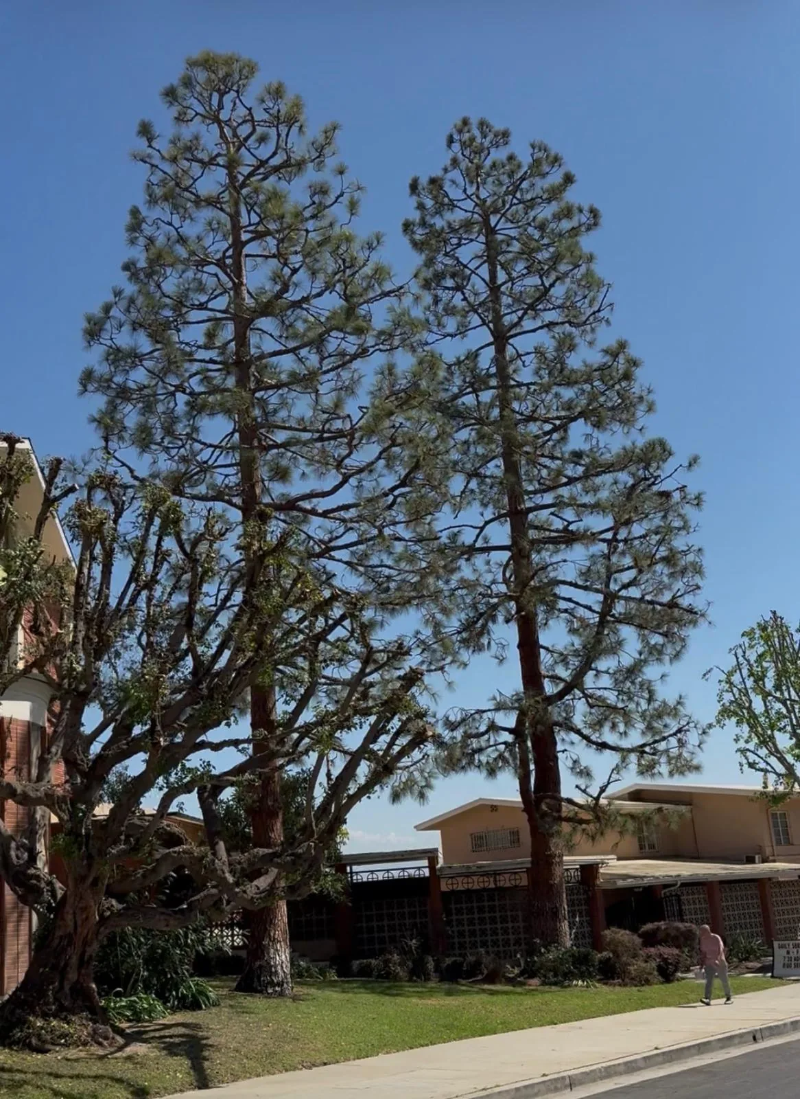Two tall pines thinned over an apartment building, with the ficus at left cut back off the brick wall and roofline.