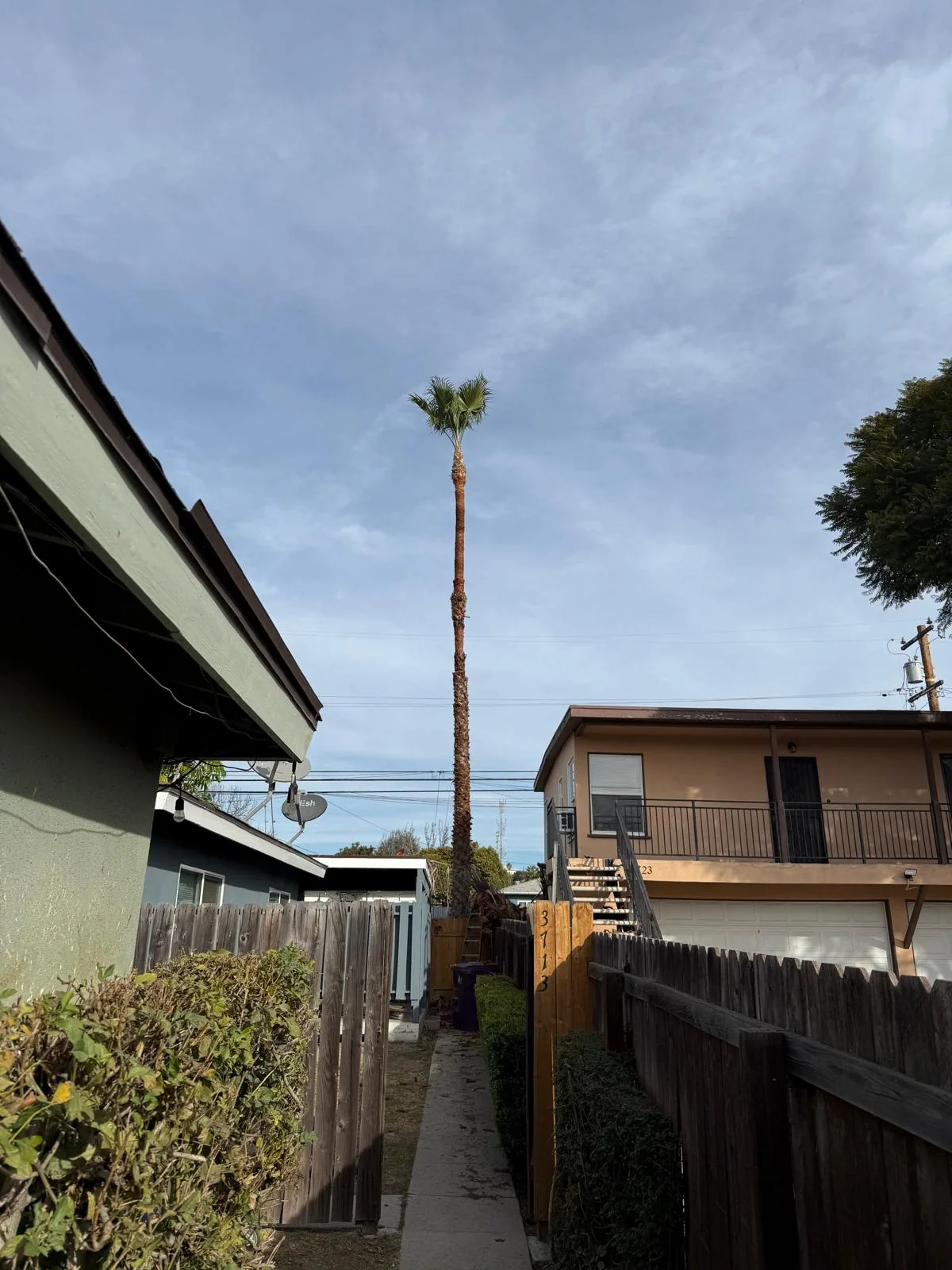 Tall palm cleared between two houses